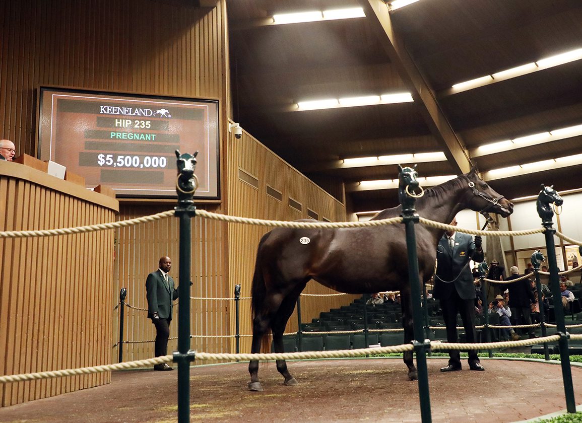 First Japanese-Foaled Runner Out Of Midnight Bisou Debuts at Niigata