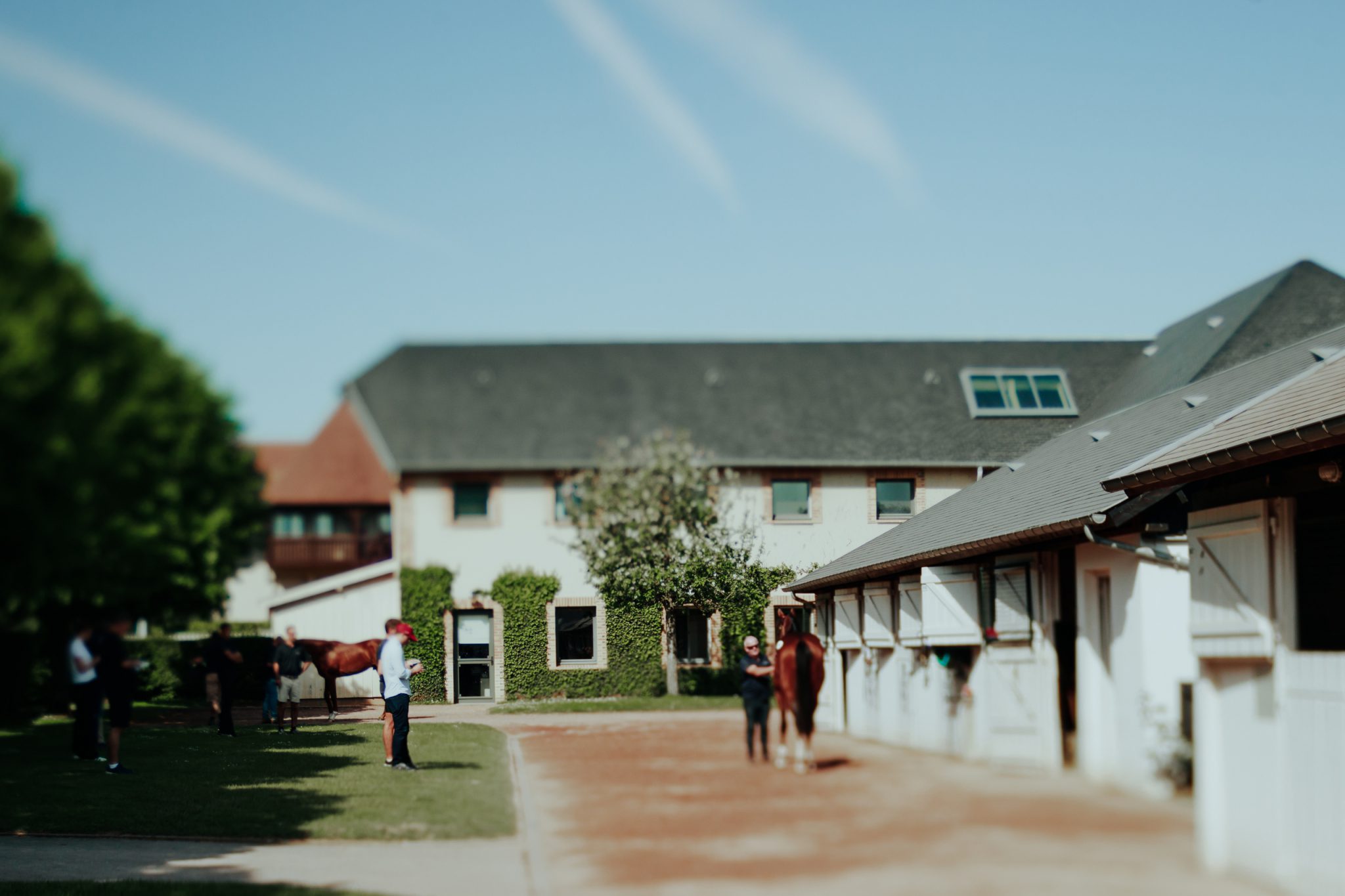 Arqana August Sale 