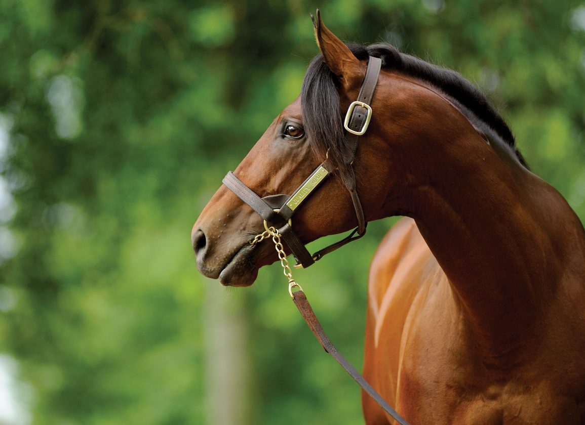 Sunday's Racing Insights: Don't Fret Quality Road, Guitarist Set To Open On Saratoga Stage